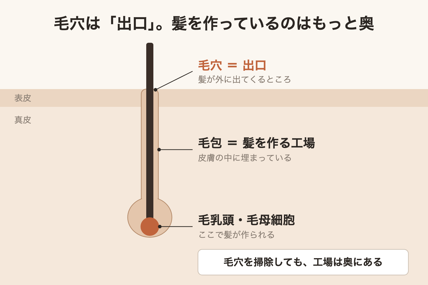 毛穴は出口、髪を作るのは奥の毛包